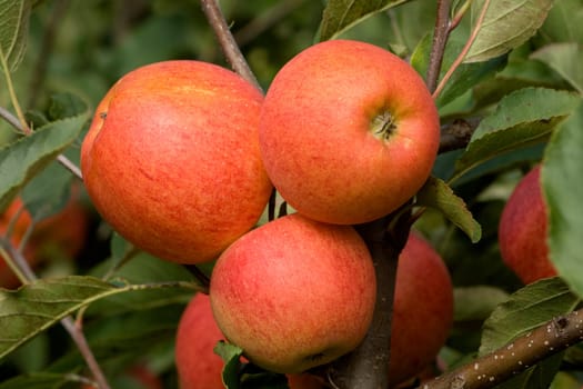 Elstar,Apple,Malus,domestica