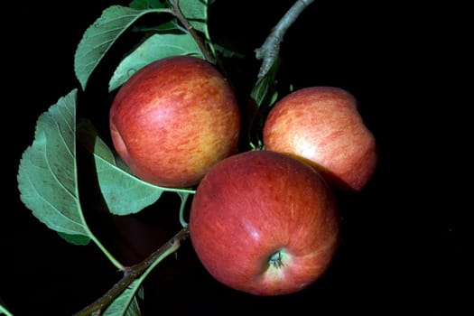 Elstar, Apfel, Malus, domestica