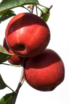 Elstar, Apfel, Malus, domestica