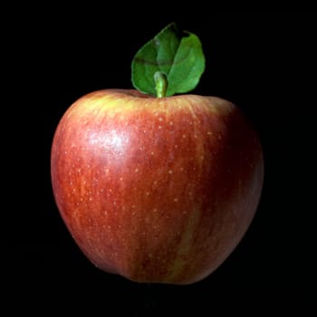 Elstar, Apfel, Malus, domestica