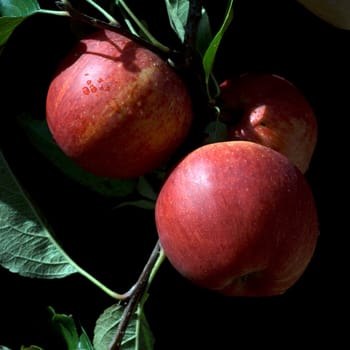 Elstar, Apfel, Malus, domestica