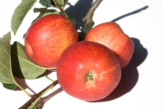 Elstar, Apfel, Malus, domestica