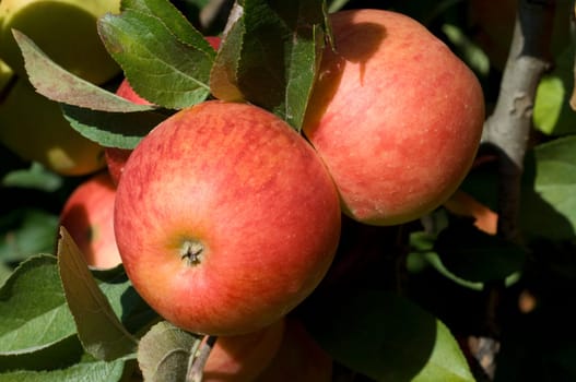 Elstar,Apple,Malus,domestica