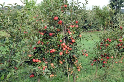 Elstar,Apple,Malus,domestica