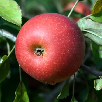 Elstar,Apple,Malus,domestica