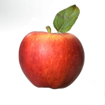 Elstar, Apfel, Malus, domestica