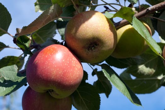 Boskoop, Boskop, Winter-Apfel