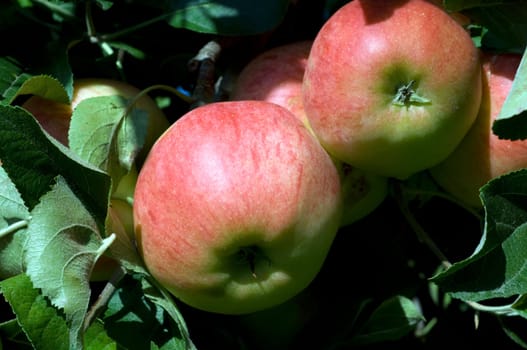 Elstar,Apple,Malus,domestica