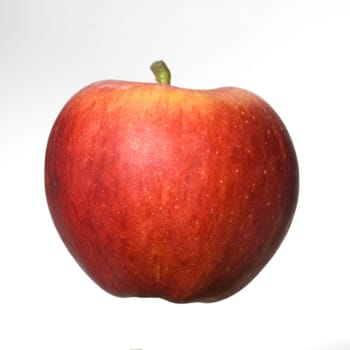 Elstar, Apfel, Malus, domestica
