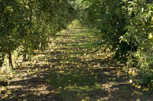 Fall fruit,ripe,overripe,Williams,Christian