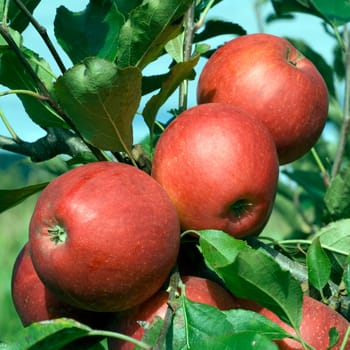 Elstar,Apple,Malus,domestica