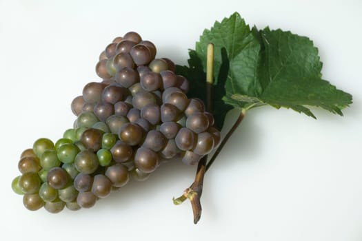 Grauburgunder, Pinot, gris, grigio, Rulaender