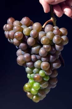 Grauburgunder, Pinot, gris, grigio, Rulaender