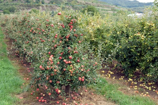Elstar,Apple,Malus,domestica