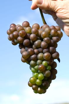 Grauburgunder,Pinot,gris,grigio,Rulaender