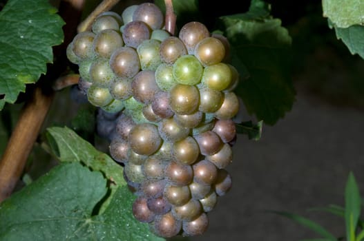Grauburgunder,Pinot,gris,grigio,Rulaender