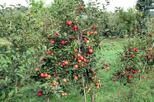 Elstar,Apple,Malus,domestica