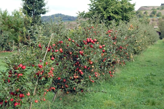 Elstar,Apple,Malus,domestica