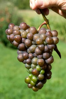 Grauburgunder,Pinot,gris,grigio,Rulaender