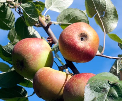 Boskoop, Boskop, Winter-Apfel