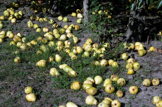 Fall fruit,ripe,overripe,Williams,Christian