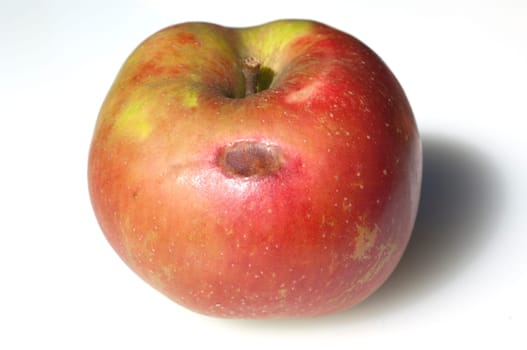 Boskoop  hagelschlag  Winter-Apfel