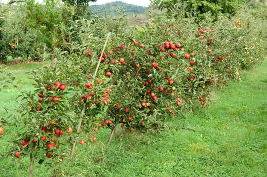 Elstar,Apple,Malus,domestica