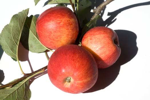 Elstar, Apfel, Malus, domestica
