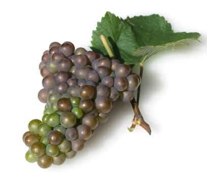 Grauburgunder, Pinot, gris, grigio, Rulaender