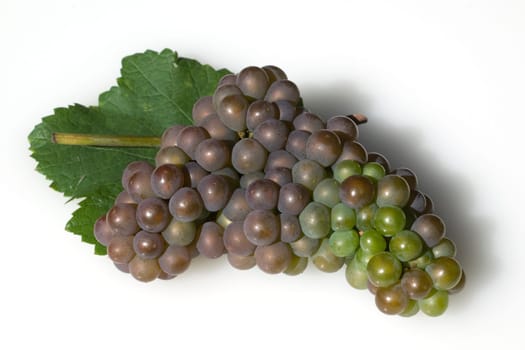 Grauburgunder, Pinot, gris, grigio, Rulaender