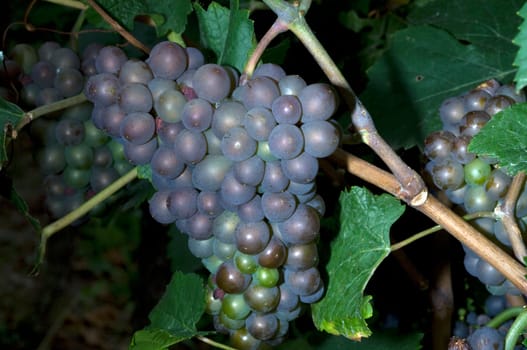 Grauburgunder,Pinot,gris,grigio,Rulaender