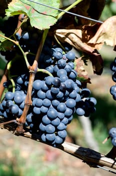 Lemberger,Blaufraenkisch,Blauer Limberger