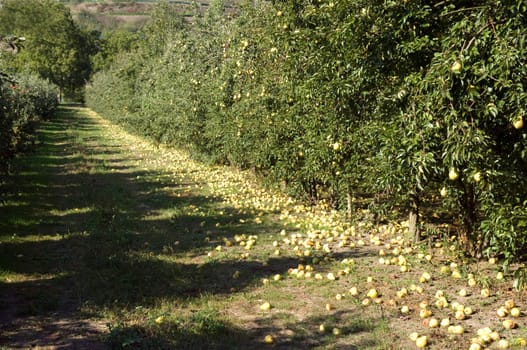 Fall fruit,ripe,overripe,Williams,Christian