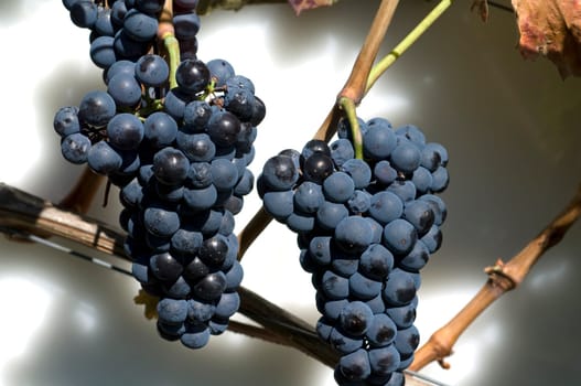 Lemberger,Blaufraenkisch,Blauer Limberger