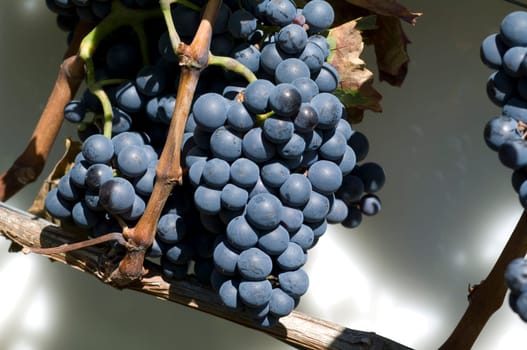 Lemberger,Blaufraenkisch,Blauer Limberger