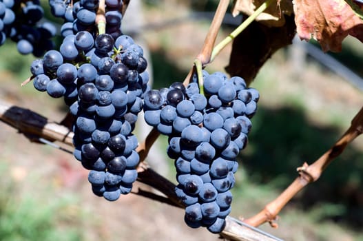 Lemberger,Blaufraenkisch,Blauer Limberger
