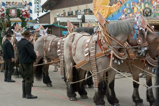 MUNICH, GERMANY – SEPT. 20, 2015: Spatenbrau Beer Carriage Entertaining Crowds at the annual Okotoberfest. The Festival runs from September 19th until October 4th 2015 in Munich, Germany