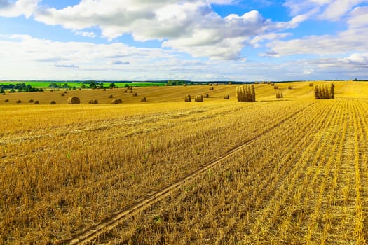 Round Straw Bales in a Stubble Field at end of Summer at Day with Blue Sky after Harvest