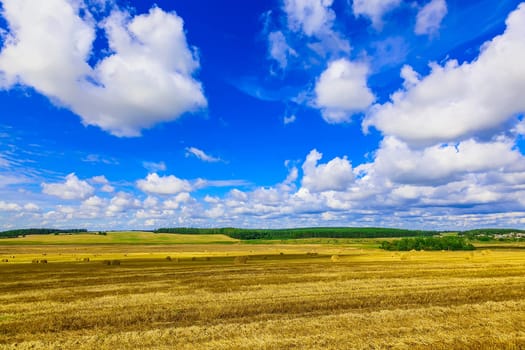 Round Straw Bales in a  Field at end of Summer at Day with Blue Sky after Harvest