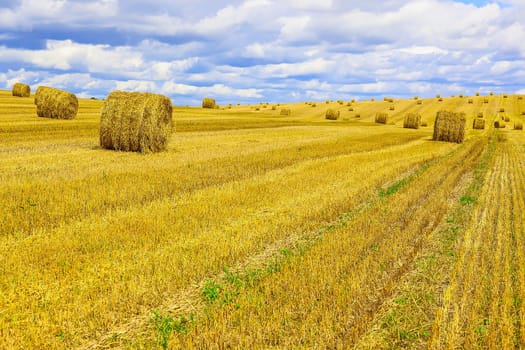 Yellow, Round Straw Bales in a  Field at end of Summer at Day with Blue Sky, Clouds after Harvest
