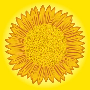 Flowering big sunflower with detailed florets images on yellow background. Stylized hand drawing vector illustration