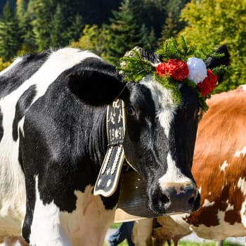 Farmers with a herd of cows on the annual transhumance at Charmey near Gruyeres, Fribourg zone on the Swiss alps
