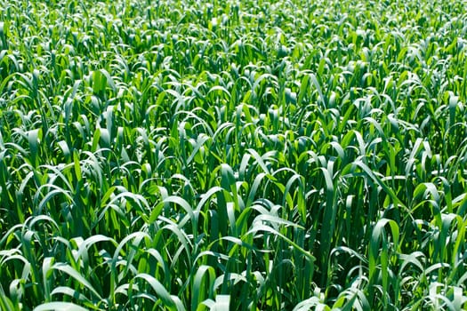 Oats rapid vegetation on the field before flowering in early summer