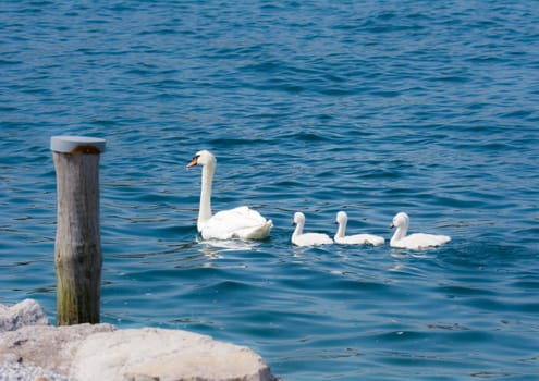 Swan (cygnus olor) family with babies