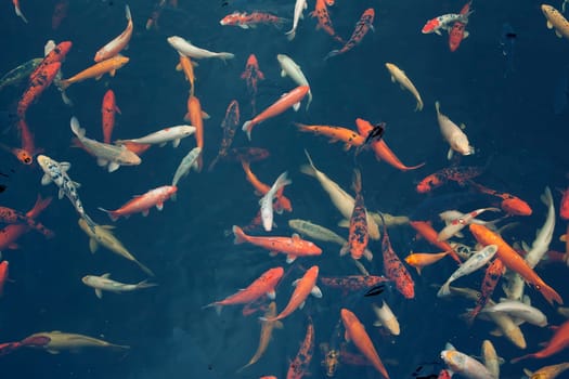 Group of beautiful Red Koi carps (fishes) in dark background. Symbols of good luck and prosperity in Japan