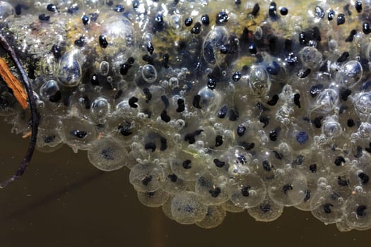 Close-up of frog spawn / frog eggs