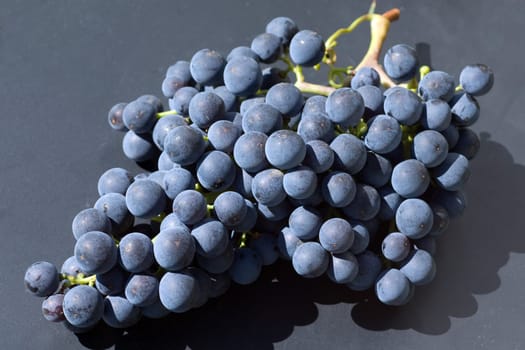 Merlot, Rotweinsorte, Merlot Noir, Bordeaux, Rotwein