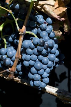 Lemberger,Blaufraenkisch,Blauer Limberger