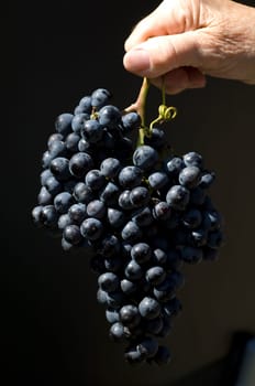 Merlot, Rotweinsorte, Merlot Noir, Bordeaux, Rotwein