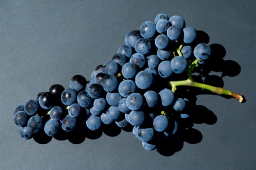 Merlot, Rotweinsorte, Merlot Noir, Bordeaux, Rotwein